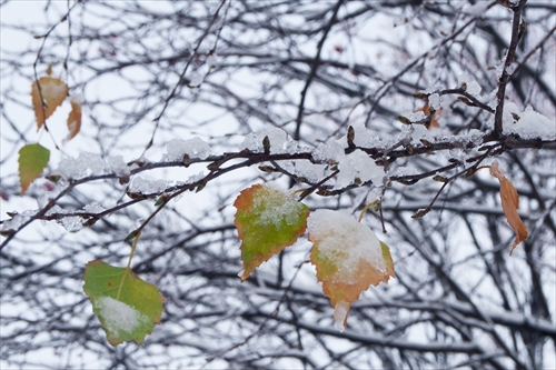 凍る枝葉
