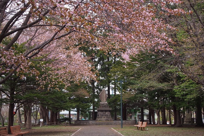 野幌開村緑地の桜