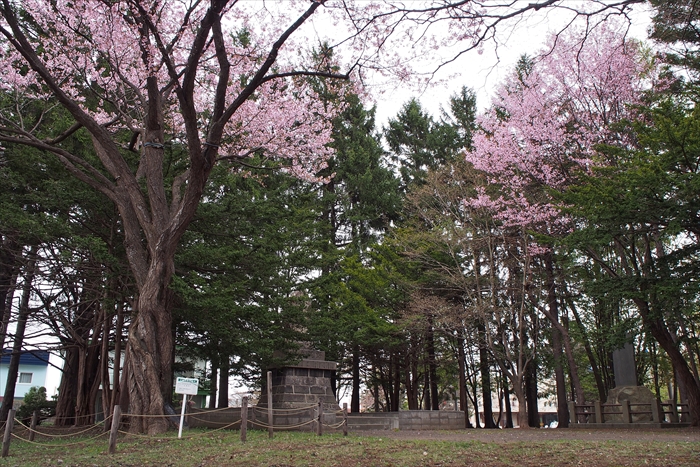 野幌開村緑地の桜と碑