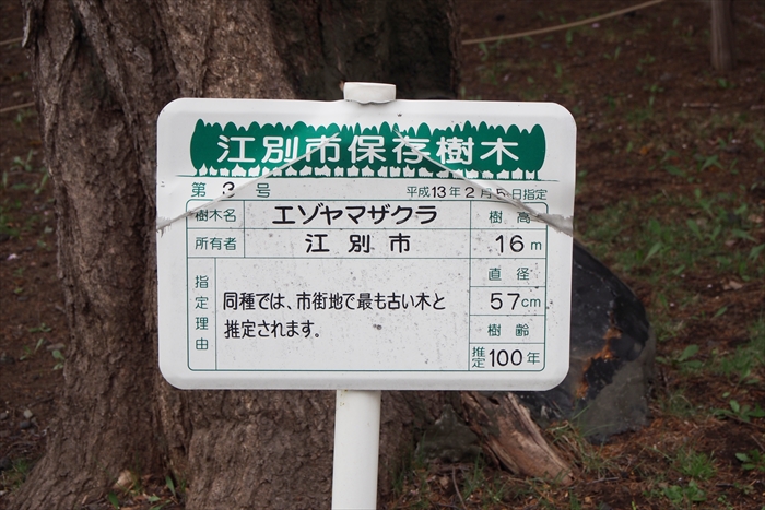 江別市保存樹木・エゾヤマザクラ