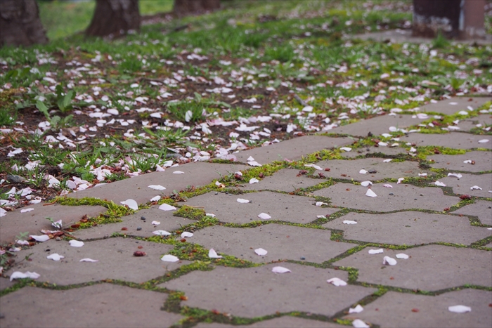 石畳に落ちる桜の花びら